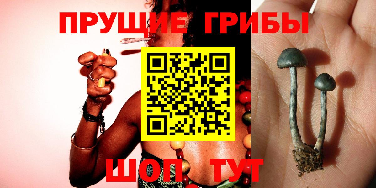 Галлюциногенные грибы Psilocybe Новомосковск